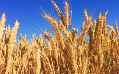 Les NBT: l’enfummage des nouveaux OGM