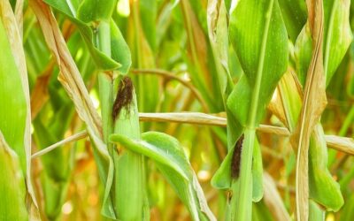 Commissions d’enquête sur l’alimentation industrielle 1/4. Contributions des chercheurs et scientifiques : risque avérés, pressions et retour à la raison