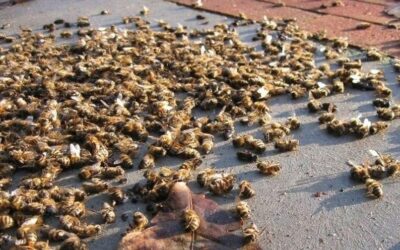 Ne laissons pas les néonicotinoïdes revenir dans nos champs