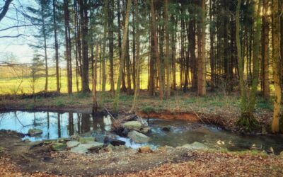Accaparement de la ressource en eau par Vittel
